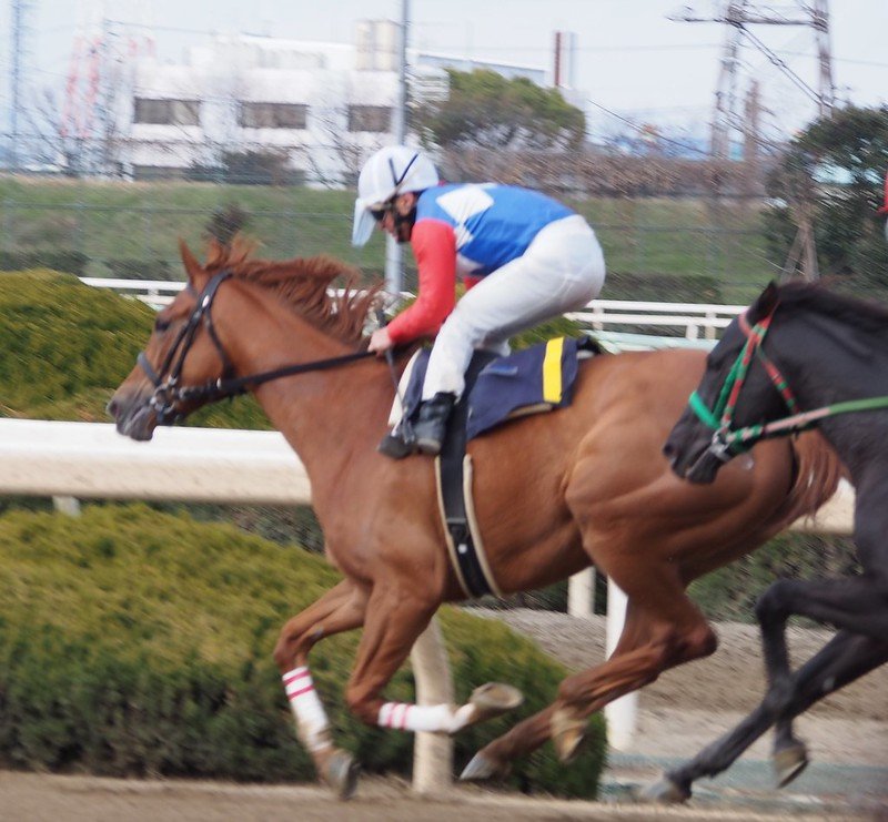 🏇 소노다 경마장 이미지 6